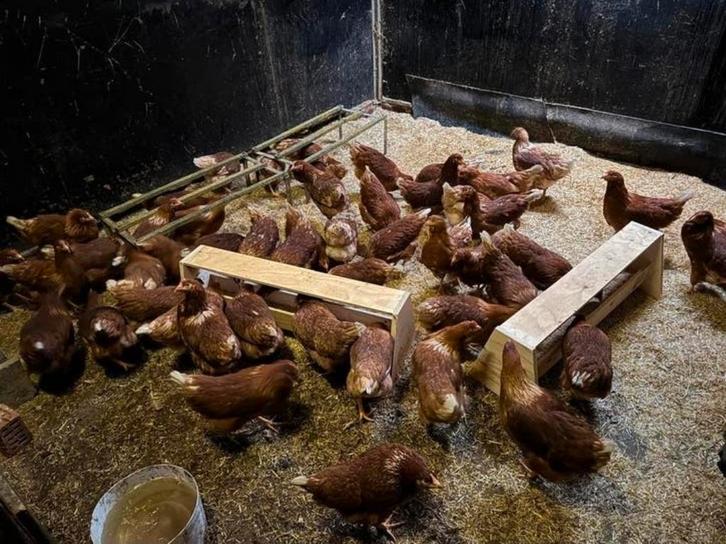 Bruine legkippen, Animaux & Accessoires, Volatiles, Poule ou poulet