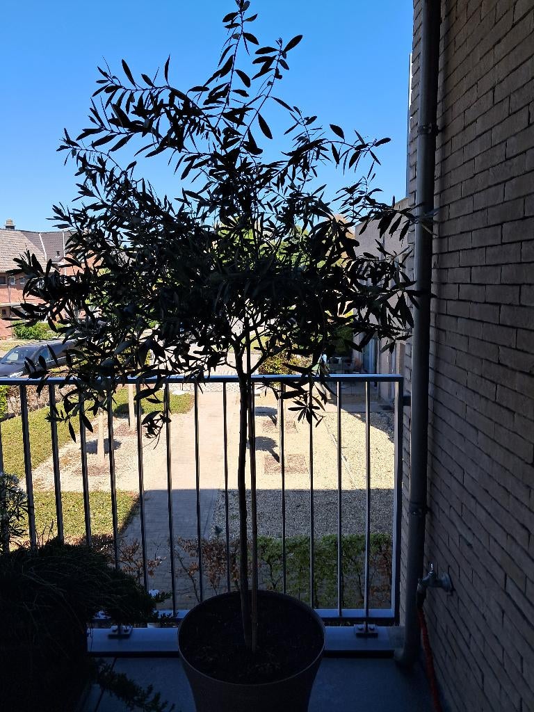 Olijfbomen  (3), Ophalen, In pot, Olijfboom