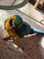 A vendre ou echange sur liège livraison possible, Femelle