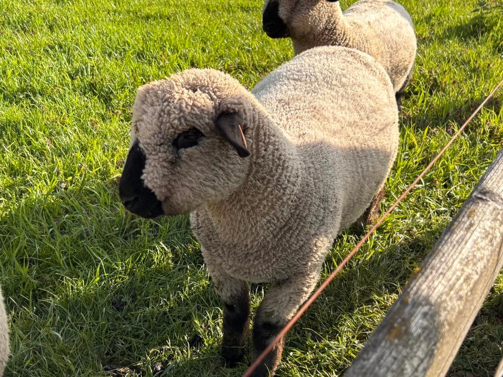 Hampshire down ramlam met stamboek., Dieren en Toebehoren, Schapen, Geiten en Varkens, Schaap, Mannelijk, 0 tot 2 jaar