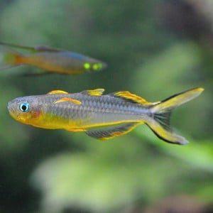 Hobbyaquarium Pseudomugil Furcatus forktail blue eye, Dieren en Toebehoren, Vissen | Aquariumvissen, Zoetwatervis, Vis, Schoolvis