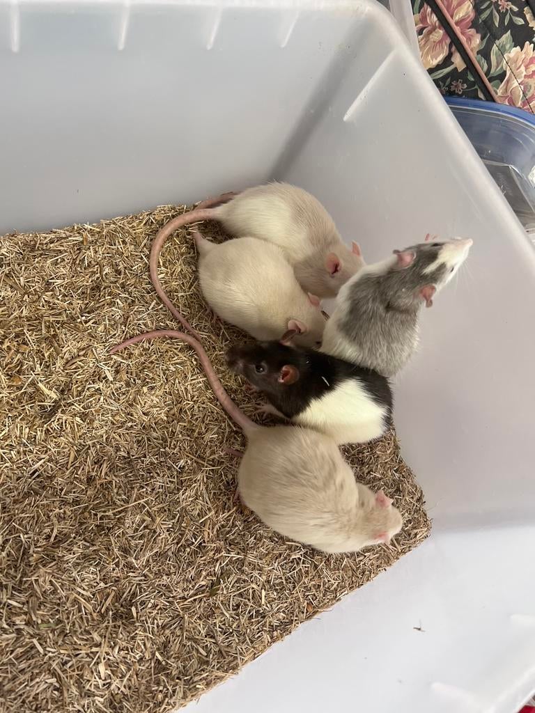 Voeder ratten, Dieren en Toebehoren, Knaagdieren, December, Meerdere dieren, Rat
