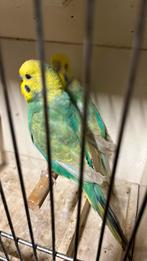 Regenboog grasparkieten, Dieren en Toebehoren, Mannelijk, Parkiet