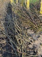 Essenhout - goed voor buitenoven!, Tuin en Terras, Ophalen