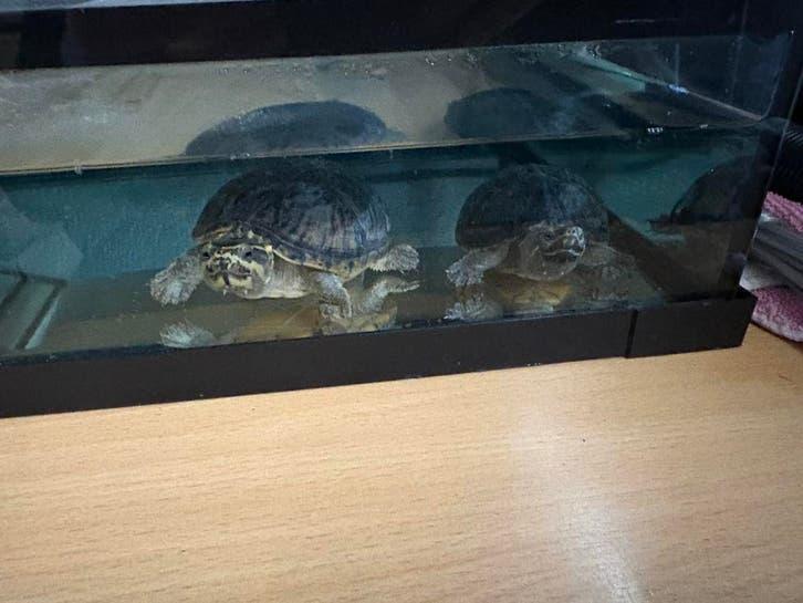 Zoetwaterschildpadden, Animaux & Accessoires, Reptiles & Amphibiens, Tortue, 3 à 6 ans, Avec terrarium