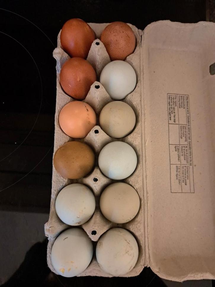 Marans et œufs de ponte, Animaux & Accessoires, Volatiles | Accessoires, Couveuse, Enlèvement ou Envoi