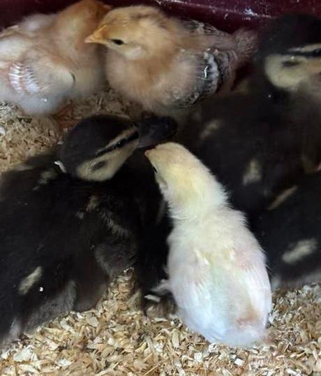 4 kuikens (weekje) cochin - bruine legkip, Dieren en Toebehoren, Pluimvee