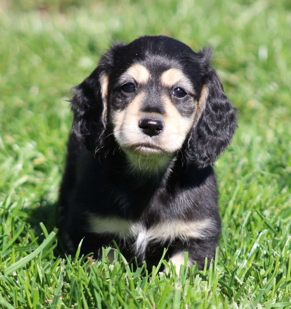 Chiot teckel noir et crème, Chien (mâle), Belgique, Poils longs, Hépatite contagieuse (maladie de Rubarth)