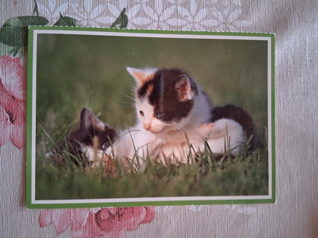 Postkaart poes, Collections, Cartes postales | Animaux, Enlèvement ou Envoi