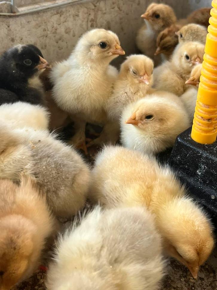 Brahma kuikens krulveer, Animaux & Accessoires, Volatiles, Poule ou poulet, Plusieurs animaux