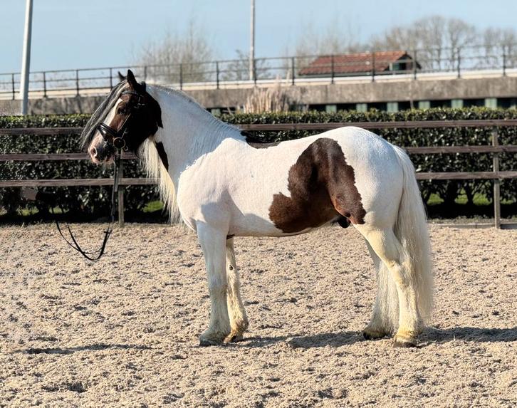 Lieve en super knappe grote tinker ruin, Dieren en Toebehoren, Pony's, Ruin