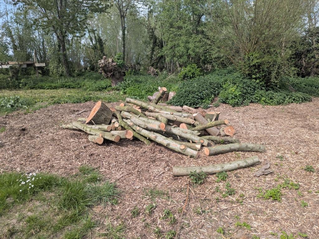 Brandhout amberboom ( hard hout), Enlèvement