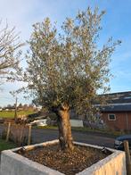 3 olijfbomen en palmboom, Tuin en Terras, Ophalen, Olijfboom