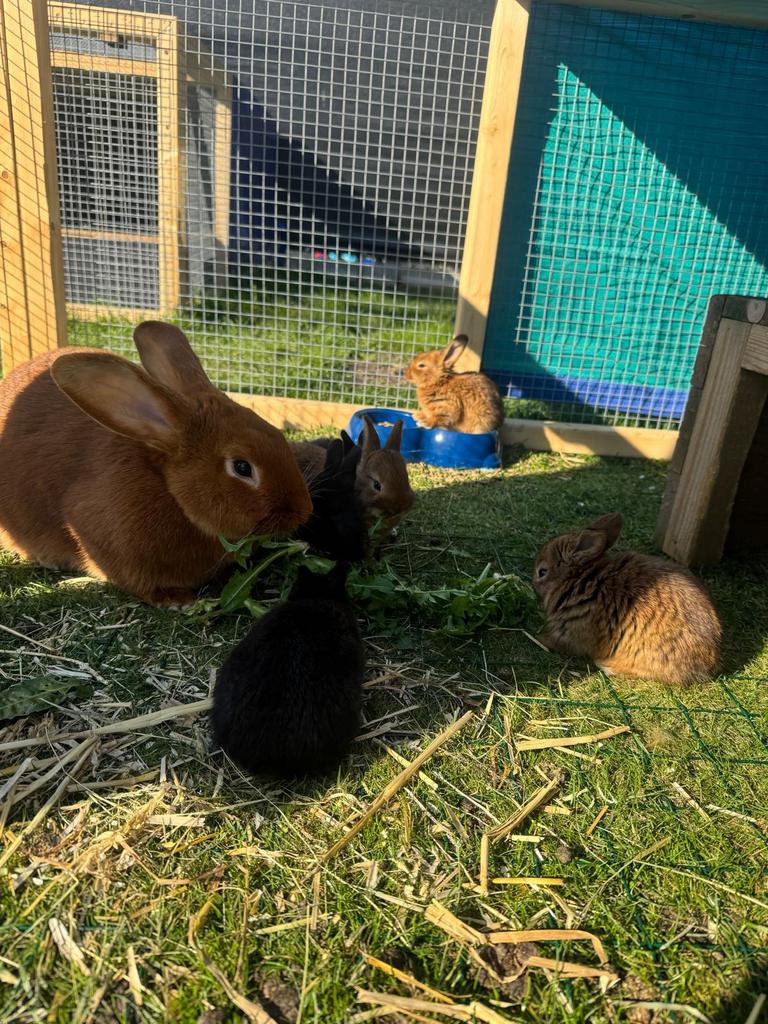 Mooie konijnen ( vaal van bourgondie + blauw van ham ), Dieren en Toebehoren, Meerdere dieren, Middelgroot, 0 tot 2 jaar