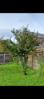 Appelaar kweeappel, Tuin en Terras, Planten | Fruitbomen, Ophalen, Appelboom