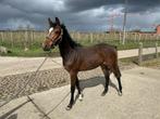 Beloftevolle jaarling springpaard merrie, Dieren en Toebehoren, Paarden en Pony's | Dekhengsten en Fokmerries, Merrie