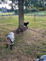 Geiten te koop, Dieren en Toebehoren, Schapen, Geiten en Varkens, Meerdere dieren, Geit, 0 tot 2 jaar