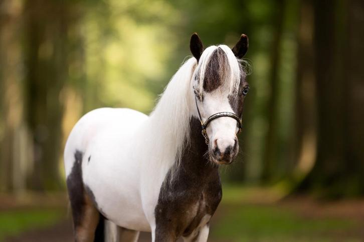 AMHA / NMPRS ter dekking, Dieren en Toebehoren, Paarden en Pony's | Dekhengsten en Fokmerries, Hengst