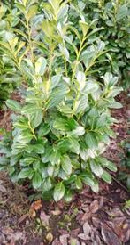  Prunus laurocerasus ‘Rotundifolia’, Tuin en Terras, Ophalen, Laurier, Haag, 100 tot 250 cm