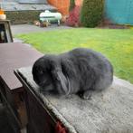 NEDERLANDSE  DWERGHANGOOR   (vrouwelijk), Dieren en Toebehoren, Konijnen, Vrouwelijk, Dwerg, Hangoor, 0 tot 2 jaar