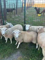 8 mooie weide ooilammeren, Dieren en Toebehoren, Vrouwelijk, Schaap