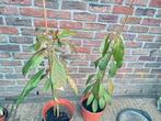 Avocado plant, Ophalen