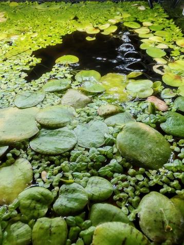 Aquarium drijfplanten eendenkroos & frogbit, Dieren en Toebehoren, Vissen | Aquaria en Toebehoren, Ophalen, Zo goed als nieuw