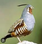 Zoek naar een jonge bergziekte, Ophalen, Nieuw, Hout, Volière