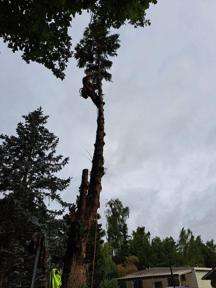 Kappen en snoeien van bomen, Tuin en Terras, Brandhout, Ophalen