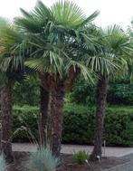 Palmier d exterieur, Jardin & Terrasse, Enlèvement