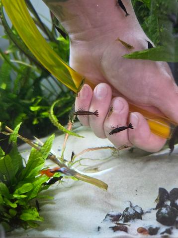Neocaridina garnalen te koop. beschikbaar voor biedingen
