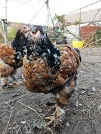 Brahma hen porselein, Dieren en Toebehoren