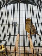 2 fife fancy mannnen 2025, Dieren en Toebehoren