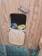Conures souris couple, Dieren en Toebehoren, Vogels | Parkieten en Papegaaien, Mannelijk