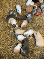 Jonge cavia’s, Dieren en Toebehoren, Knaagdieren, Cavia