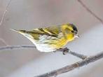 Ik zoek elzensijzen, Dieren en Toebehoren, Meerdere dieren, Wildzangvogel