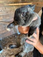 Dwerg konijntje, Dieren en Toebehoren, Dwerg