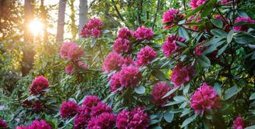 GEZOCHT: rhododendrons