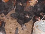marans hennen, Dieren en Toebehoren, Pluimvee