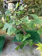 Ginkgo Marcottage voor Bonsai, Ophalen, In pot