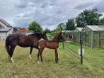 Hensten veulen, Dieren en Toebehoren, Paarden, Hengst, Niet van toepassing, Met stamboom