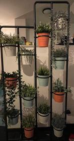 Ikea plantenrekje met plantjes incl, Huis en Inrichting, Kamerplanten, Ophalen, 150 tot 200 cm