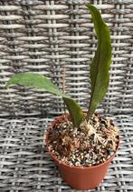 Hoya Tanggamus Lampung 3, Minder dan 100 cm, Verzenden, Vetplant