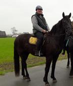 4j.  zwarte ruin, Dieren en Toebehoren, Paarden, Gechipt, Ruin, Zadelmak, 170 tot 175 cm