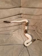 Python regius, Dieren en Toebehoren, Slang, Met terrarium, 0 tot 2 jaar