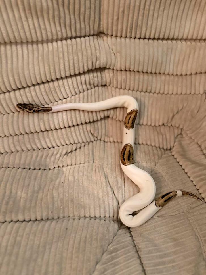 Python regius, Dieren en Toebehoren, Reptielen en Amfibieën, Slang, 0 tot 2 jaar, Met terrarium