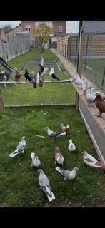 Alles samen weg, Dieren en Toebehoren