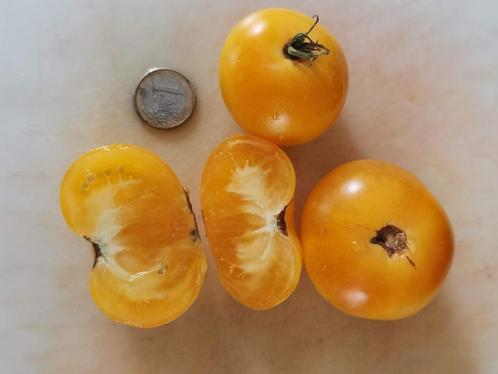 dwergtomaat Dwarf citron compact - balkon tomaat - 5 zaden, Tuin en Terras, Bloembollen en Zaden, Zaad, Voorjaar, Verzenden
