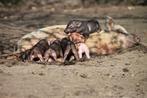 mini varken, Meerdere dieren, 0 tot 2 jaar, Varken