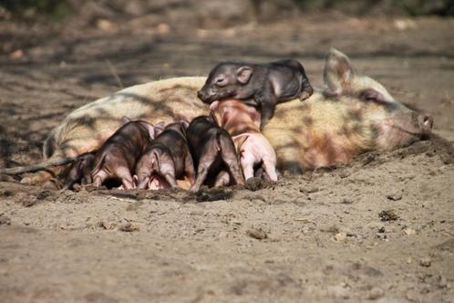 mini varken, Dieren en Toebehoren, Schapen, Geiten en Varkens, Varken, Meerdere dieren, 0 tot 2 jaar